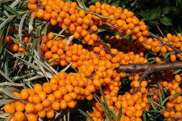 L'Argousier chez phyto-soins.com